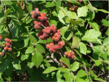 Aromatic Sumac