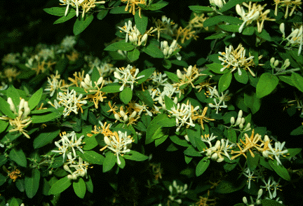 Bush Honeysuckle