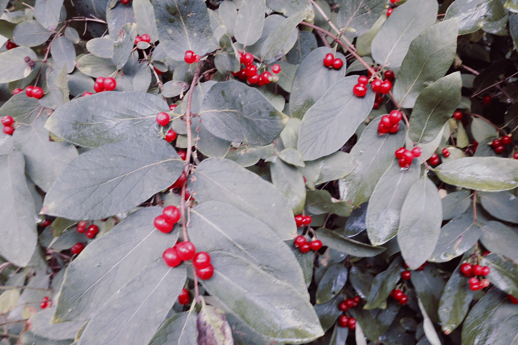 Bush Honeysuckle berries