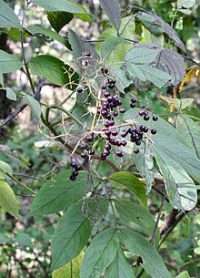 American Black Elderberry