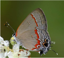 Red-banded Hairstreak