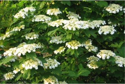 Highbush Cranberry