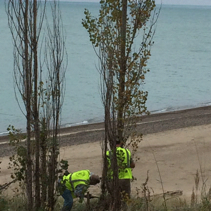 Lombardy poplar removal