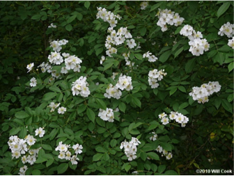 Multiflora Rose