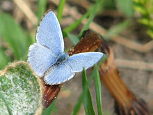 Spring Azure Butterfly