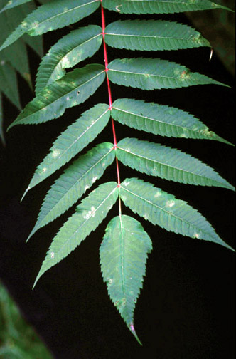 Sumac leaf