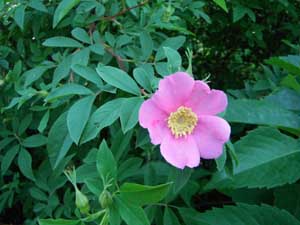 Swamp Rose