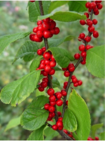 Winterberry